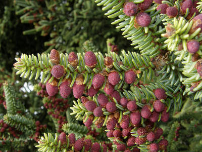 ABIES PINSAPO